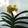 ВАНДА (VANDA Prapathom Gold xNopporn Gold) 